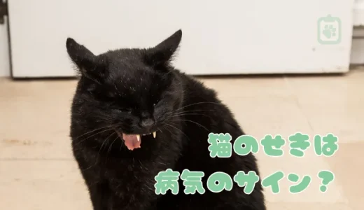 猫の咳は病気のサイン？喘息や毛球症など考えられる原因と対策