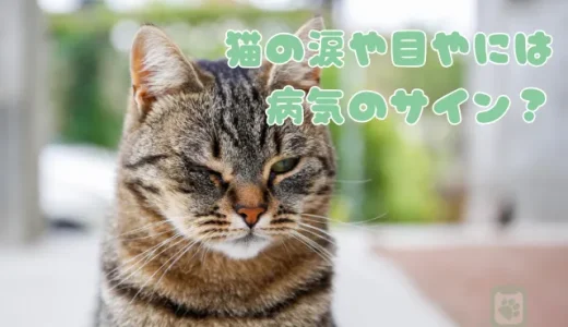 猫の涙や目やには病気のサイン？白内障など注意すべき目の病気一覧