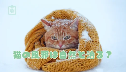 猫風邪は自然治癒する？症状・原因・治療法と人にうつるのか解説