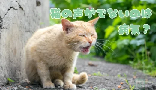 猫の声が出ない・かすれるのは病気？考えられる原因と対処法