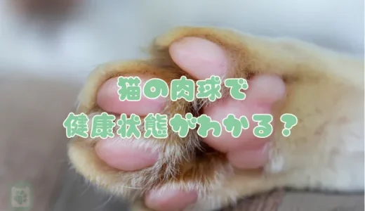 猫の肉球、色や熱さで健康状態がわかる？役割と正しいケア方法