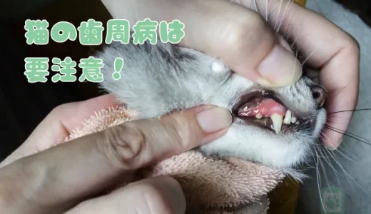猫は虫歯にならないけど歯周病に注意！症状・原因・治療法・予防法