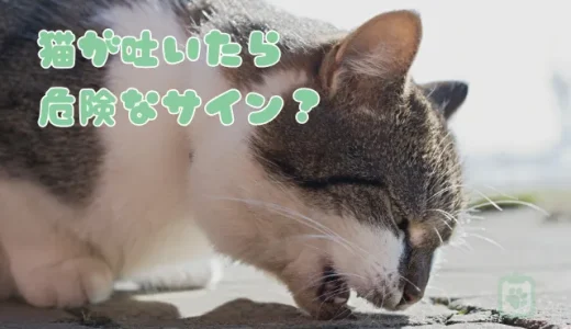 猫が吐いた！黄色い胃液や血は病気？嘔吐の原因と危険なサイン