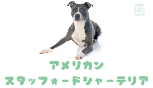 アメリカンスタッフォードシャーテリアの飼い方｜性格・特徴・寿命・かかりやすい病気