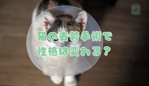 猫の去勢手術で性格は変わる？術後の変化と生活での注意点