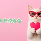 猫の平均寿命は？ギネス記録や人年齢換算、長生きの秘訣を解説