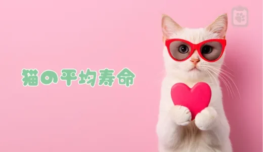猫の平均寿命は？ギネス記録や人年齢換算、長生きの秘訣を解説