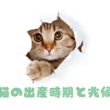 【獣医師監修】猫の出産、時期と兆候は？飼い主ができる準備と当日の流れを解説