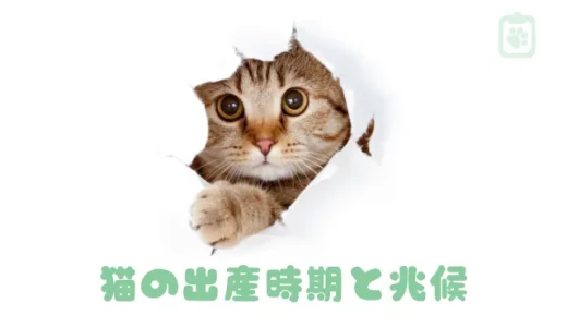 【獣医師監修】猫の出産、時期と兆候は？飼い主ができる準備と当日の流れを解説