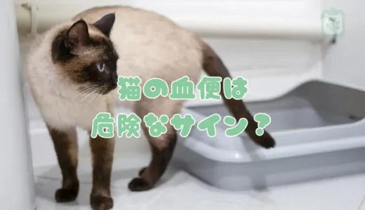 猫の血便は危険なサイン？ストレスや病気など考えられる原因と対処法