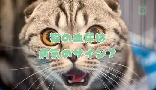 猫の血尿は病気のサイン！【獣医師監修】考えられる原因とすぐ病院へ行くべき症状