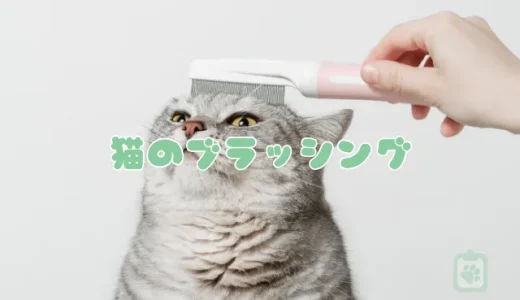 【獣医師監修】猫のブラッシング、正しい方法と頻度は？嫌がる猫への対策とブラシの選び方