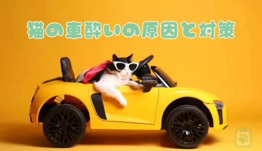 猫の車酔い、原因と対策は？ぐったりする前に行うべき5つのこと