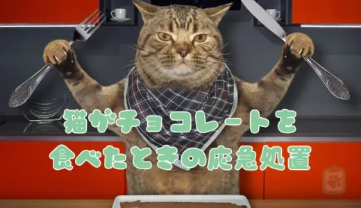 猫がチョコレートを食べた！少量でも危険な中毒症状・致死量と応急処置