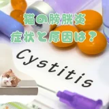 猫の膀胱炎、症状と原因は？自然治癒はする？治療法と予防策