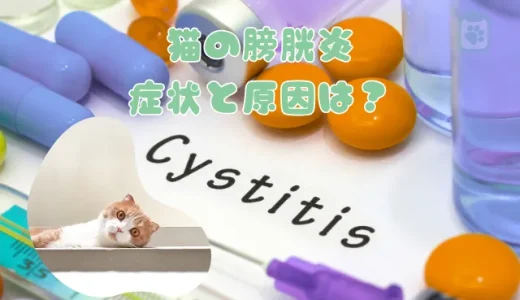 猫の膀胱炎、症状と原因は？自然治癒はする？治療法と予防策