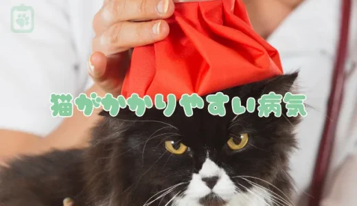 猫がかかりやすい病気一覧｜症状で見つける早期発見のポイント