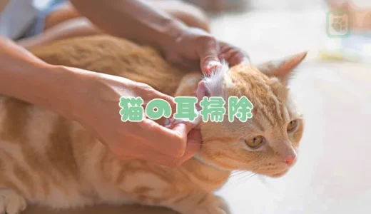 【獣医師監修】猫の耳掃除、やり方と頻度は？嫌がる子も安心のコツと洗浄液の選び方