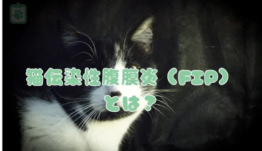 致死率の高い猫伝染性腹膜炎（FIP）とは？症状・原因・治療法を解説