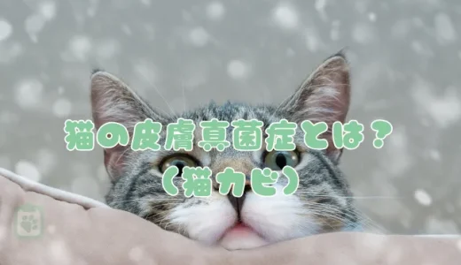 猫の皮膚真菌症（猫カビ）とは？症状・原因と人への感染リスク