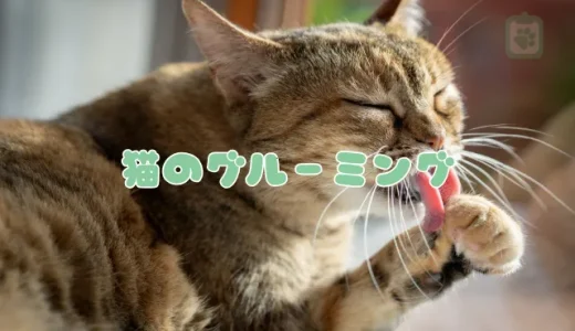 猫のグルーミング（毛づくろい）の意味とは？やりすぎは病気のサイン？