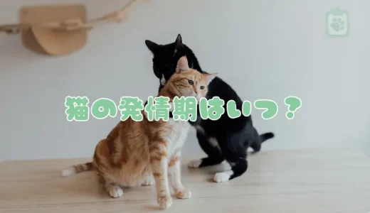 猫の発情期（さかり）はいつ？期間や特徴的な鳴き声、飼い主ができる対処法を解説