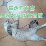 猫の熱中症、危険な症状と対策｜室内でも油断禁物！応急処置も解説