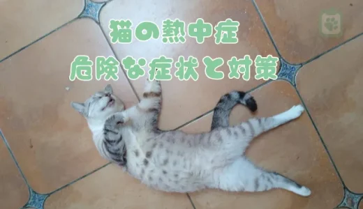 猫の熱中症、危険な症状と対策｜室内でも油断禁物！応急処置も解説