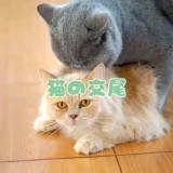 【獣医師監修】猫の交尾について｜発情期の特徴と繁殖を望まない場合の注意点