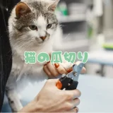 猫の爪切り、頻度と正しいやり方｜嫌がる猫でも安心な7つのコツを獣医師が解説