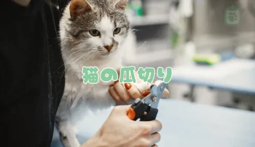 猫の爪切り、頻度と正しいやり方｜嫌がる猫でも安心な7つのコツを獣医師が解説