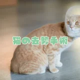 【獣医師監修】猫の去勢手術はいつすべき？費用・時期・方法と助成金について解説