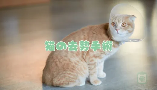 【獣医師監修】猫の去勢手術はいつすべき？費用・時期・方法と助成金について解説