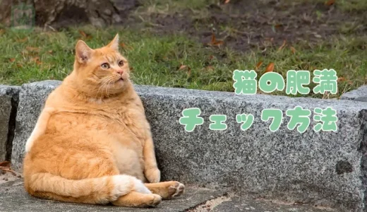 あなたの猫、肥満かも？チェック方法と原因、健康的なダイエット法