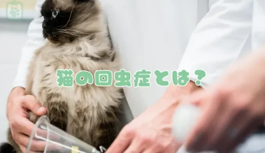 猫の回虫症とは？症状・感染経路・駆除薬と人への感染リスク