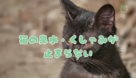 猫の鼻水・くしゃみが止まらない！猫風邪？考えられる病気と自宅でのケア