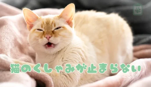 猫のくしゃみが連発で止まらない！病気？原因と病院へ行くべき症状