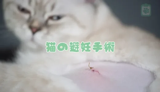 【獣医師監修】猫の避妊手術はいつ？費用・時期・方法と助成金について解説