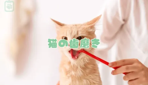 猫の歯磨き、正しいやり方と7つのコツ｜歯磨きガムやグッズの選び方も解説