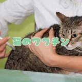 【2025年版】猫のワクチン（予防接種）の種類・費用・時期を獣医師が一覧で解説