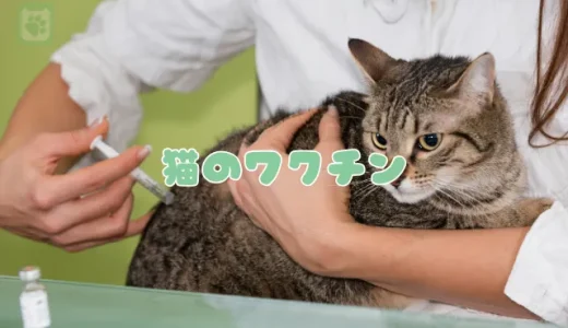 【2025年版】猫のワクチン（予防接種）の種類・費用・時期を獣医師が一覧で解説