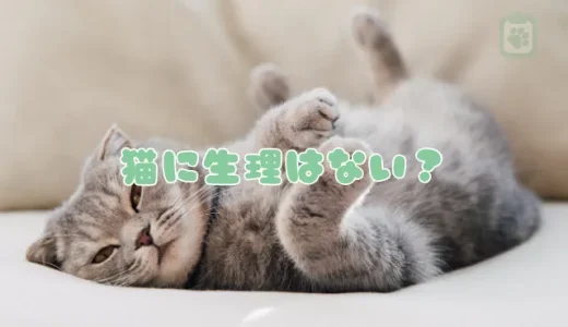 猫に生理はない！陰部からの出血は子宮の病気かも？危険なサインと原因