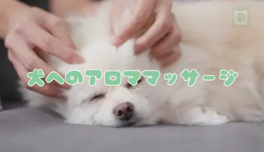 犬へのアロママッサージ、正しいやり方と効果｜獣医師が教える注意点とおすすめアロマ
