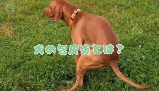 【獣医師監修】犬の包皮炎とは？症状・原因・治療法｜自宅での洗浄方法も解説
