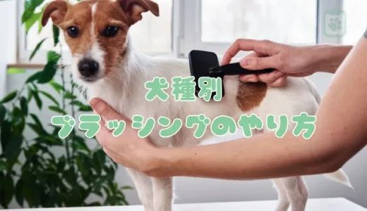 【犬種別】ブラッシングのやり方とコツ｜毛並みを美しく保つ正しいブラシ選び
