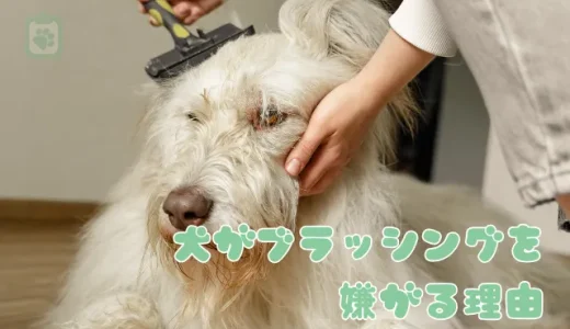 犬がブラッシングを嫌がる5つの理由とは？今日からできる克服法と正しいやり方