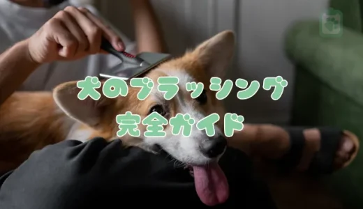 【完全ガイド】犬のブラッシング、正しい手順とコツ｜プロが教える失敗しないポイント