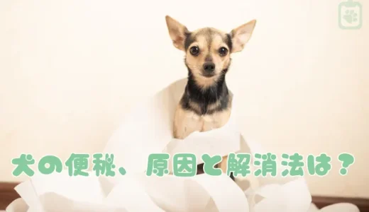 犬の便秘、原因と解消法は？獣医師が解説する食事やマッサージでできるケアと危険なサイン