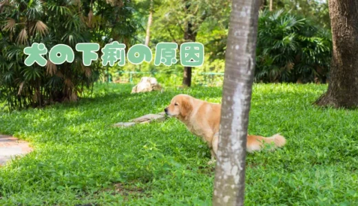 犬の下痢、原因はフード？ストレス？獣医師が解説する嘔吐や血便など症状別の対処法
