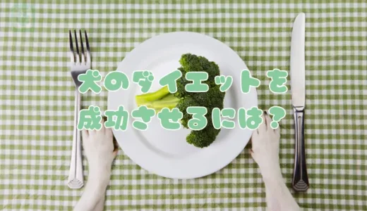 【獣医師監修】犬のダイエットを成功させるには？正しい食事管理と運動方法を解説